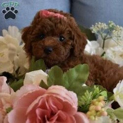 Harper/Toy Poodle									Puppy/Female	/11 Weeks,Beautiful litter of AKC Registered, Microchipped, Vaccinated and Dewormed pups, These red poodle pups are beautiful as you can see. When they are fully mature they will be in the 7 to 9 pound range, a couple of the pups are on the smaller side and might be slightly smaller (5 to 7lbs) at maturity, the father and mother of the litter are 7.5lbs and 8lbs, the parents have been health tested and are healthy and have show champions in their pedigrees, my pups are playful and silly, they are not hyperactive but instead are easy going playful puppies, they don’t get separation anxiety and will simply play with their stuffed animals when you are busy doing other things or when you leave the home. our puppies and adults are not yappers, we have started the puppies on crate training and potty pad training and they are doing excellent, each puppy will also come with a One Year Health Guarantee, we are looking for loving Pet homes where they will be part of the family, you are welcome to come to my homie and meet the pups and parents in person to see if its a good fit and to see the environment they are raised in, if you are not in the immediate area meeting at a halfway point can be arranged as long as its a reasonable distance, if you are serious call or text, thanks 