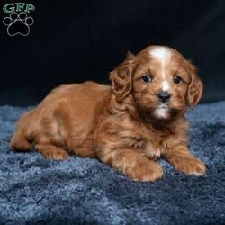 Kassidy/Cavapoo									Puppy/Female	/11 Weeks,Meet Kassidy! This little sweetie is looking for a new home. She has white underneath her throat. She would love to be your best friend! 