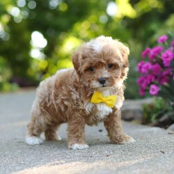 Brady/Cavapoo									Puppy/Male	/7 Weeks,Meet Brady, a F1B cavapoo! He’s full of energy, curiosity, and unconditional love, always ready to explore, chase toys, and discover something new. When the day winds down, he’s happiest curled up close, soaking in every cuddle with his sweet, gentle nature. His petite size makes him even more special, offering the perfect blend of affection, fun, and charm. He’ll make a wonderful companion for families, singles, or anyone looking for a loyal little friend.
