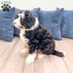 Rocky/Mini Bernedoodle									Puppy/Male	/12 Weeks,Meet Rocky! This sweet and adorable Mini Bernedoodle is looking for a forever family!