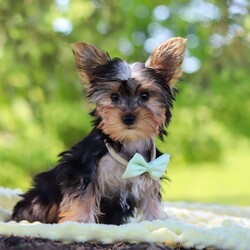Ollie/Yorkie									Puppy/Male	/16 Weeks,Get ready to fall in love with Ollie—your new little bundle of joy! This irresistible AKC Yorkie puppy is bursting with personality, charm, and nonstop sweetness. With his soft, fluffy coat, sparkling curious eyes, and the cutest little face you’ve ever seen, he knows exactly how to steal hearts everywhere he goes!
