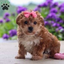Ruby/Yorkie Poo									Puppy/Female	/13 Weeks,Ruby is a sweet and lovable Yorkie Poo with a playful personality and a heart full of affection. She loves being around people, making new friends, and spending time playing with her favorite toys. Ruby also enjoys cuddle time and will happily follow you around the house just to be close by. She has a gentle, affectionate nature and a curious little personality that makes her both entertaining and easy to fall in love with. With her soft fluffy coat, bright eyes, and happy tail wags, Ruby is sure to steal your heart from the very first meeting.