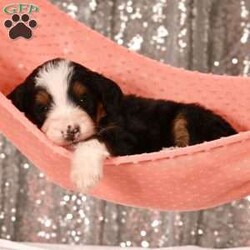 Rose/Bernedoodle									Puppy/Female	/14 Weeks,Meet Rose! She is an amazing little girl. She has absolutely stunning Bernese markings but she also has the benefit of being hypoallergenic! She will have a beautiful thick wavy coat when she is full grown. We expect her to be around 30-40 pounds full grown. Rose is a very sweet girl and loves to play but she is also content to do her own thing if you are busy! She is a little love bug and she loves to give kisses. If your looking for a great family dog or hiking companion, Rose is your girl! We would love to have you come visit her! Reach out to us by call or text at to set up a in person visit or a Zoom call if that fits your schedule better. Such an amazing little girl won’t be available long! Both of Rose’s parents are they are very healthy dogs! So we have very high expectations for Rose and we want her to have a great life with a great family! Rose will also come home with all of her vaccinations and deworming up-to-date, a doctors health certificate, and a two year genetic health guarantee. She will also be microchipped.