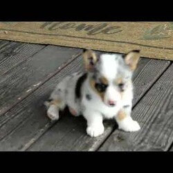 Mable/Pembroke Welsh Corgi									Puppy/Female	/March 3rd, 2026,Mable is a mellow and sweet Pembroke Welsh Corgi puppy who is cute as can be! This pretty girl comes home with a health guarantee provided by the breeder, plus has been seen by a vet and is up to date on shots and de-wormer. Family raised and socialized, Mable is ready to meet you!