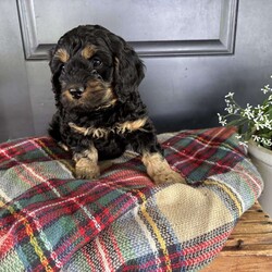 Crickett/Cockapoo									Puppy/Female	/7 Weeks,Meet Crickett. This beautiful girl has been raised by our family and is very well socialized. She loves to play and is very outgoing! She also loves to cuddle and give lots of kisses. She is accustomed to being with our other family pets, a cat and dog. 