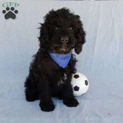 Smokey/Cockapoo									Puppy/Male	/14 Weeks,Prepare to fall in LOVE!! My name is Smokey and I would love to come home with you! I am sure with one look into my warm, sweet eyes and I’ll be sure I will have captured your heart already! I am very happy, playful and very kid friendly! I stand out above the rest with my beautiful black phantom coat! Full of personality and always ready to give amazing puppy kisses, I would love to fill your home with all of my puppy love! I have been vet checked and I am up to date on vaccinations and dewormings and I will also come with a 1-year guarantee with the option of extending it to a 3-year guarantee.  Shipping is available anywhere in the USA! My mother is Jenny , our sweet, loving 22# Cocker Spaniel, and my father is Louie our 12# mini poodle and he is genetic tested! That makes me an F1 cockapoo and I will grow to approx. 16-19# and I will be hypoallergenic and nonshedding!! Why wait when you know I am meant to be yours? Call or text Martha to make me the newest addition to your family and get ready to spend a lifetime of tail wagging fun!   (7% sales tax on in home pickups)