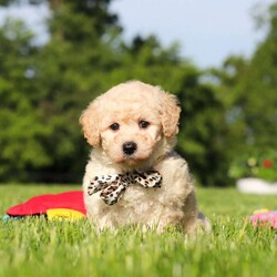 Charlie/Bich-Poo									Puppy/Male	/6 Weeks,Meet Charlie, an adorable Bichapoo puppy with a cheerful personality and a sweet little face that is impossible to resist! Full of happiness and charm, Charlie loves spending his days playing with toys, exploring new things, and making friends with everyone he meets. Whether he’s enjoying a fun outdoor adventure or snuggled up beside you for some cuddle time, he’s always happiest when he’s with his people. With his affectionate nature, playful spirit, and lovable personality, Charlie is sure to bring endless love, laughter, and joy to his forever family.
