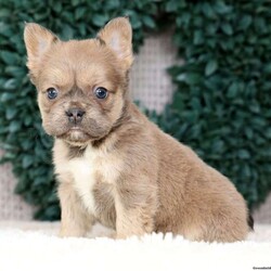 Kaitlyn/French Bulldog									Puppy/Female	/10 Weeks,“Summer is in the air and Frenchie snuggles are waiting — what more could you need?” 