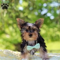 Ollie/Yorkie									Puppy/Male	/16 Weeks,Get ready to fall in love with Ollie—your new little bundle of joy! This irresistible AKC Yorkie puppy is bursting with personality, charm, and nonstop sweetness. With his soft, fluffy coat, sparkling curious eyes, and the cutest little face you’ve ever seen, he knows exactly how to steal hearts everywhere he goes!