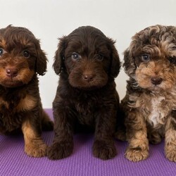 F1b cockapoos/Cockapoo/Female/Sex: Mixed Litter,These little bundles of joy are known for their friendly nature, intelligence, and low-shedding coats—perfect for families, first-time dog owners, and allergy-sensitive homes.
