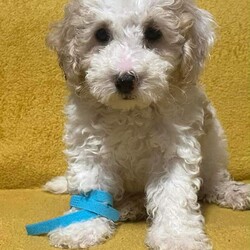  Beautiful Toy Poodle Puppies /Toy Poodle/Female/Sex: Mixed Litter, Beautiful Toy Poodle Puppies – Ready for Their Forever Homes 