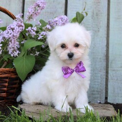 Marcie/Maltichon									Puppy/Female	/12 Weeks,Marcie is a precious Maltichon puppy who is perfectly fluffy and fun! This sweetheart is socialized, family raised with children, and ready to wiggle her way into your heart! Marcie comes home with a 30 day health guarantee and an extended genetic health guarantee, both provided by the breeder. This cute girl has also been seen by a vet and is up to date on shots and de-wormer. Marcie will be a lovable little companion!