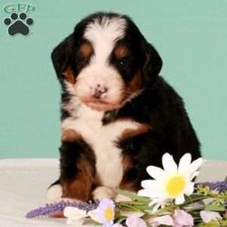 Rose/Bernedoodle									Puppy/Female	/14 Weeks,Meet Rose! She is an amazing little girl. She has absolutely stunning Bernese markings but she also has the benefit of being hypoallergenic! She will have a beautiful thick wavy coat when she is full grown. We expect her to be around 30-40 pounds full grown. Rose is a very sweet girl and loves to play but she is also content to do her own thing if you are busy! She is a little love bug and she loves to give kisses. If your looking for a great family dog or hiking companion, Rose is your girl! We would love to have you come visit her! Reach out to us by call or text at to set up a in person visit or a Zoom call if that fits your schedule better. Such an amazing little girl won’t be available long! Both of Rose’s parents are they are very healthy dogs! So we have very high expectations for Rose and we want her to have a great life with a great family! Rose will also come home with all of her vaccinations and deworming up-to-date, a doctors health certificate, and a two year genetic health guarantee. She will also be microchipped.