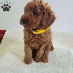 Winston/Miniature Poodle									Puppy/Male	/9 Weeks,Winston is a friendly, outgoing pup with a sweet temperament and playful personality. He was born on 04/02/2026.  His dam is Wendy, an 18 lb. miniature poodle who loves attention, and his sire is Jasper an 11 lb. miniature poodle.