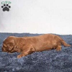 Kassidy/Cavapoo									Puppy/Female	/11 Weeks,Meet Kassidy! This little sweetie is looking for a new home. She has white underneath her throat. She would love to be your best friend! 