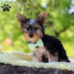 Ollie/Yorkie									Puppy/Male	/16 Weeks,Get ready to fall in love with Ollie—your new little bundle of joy! This irresistible AKC Yorkie puppy is bursting with personality, charm, and nonstop sweetness. With his soft, fluffy coat, sparkling curious eyes, and the cutest little face you’ve ever seen, he knows exactly how to steal hearts everywhere he goes!