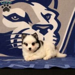 Lucy/Pomsky									Puppy/Female	/12 Weeks,This baby girl is ready to find her forever home! She is expected to be 18-20lbs. full grown. She is being family raised with children and is very well socialized. She is up to date on all vaccines and preventive deworming. We encourage you to come meet her in person, however if you are out of the area, we offer facetime calls! If you have any questions or would like to make a deposit to place her on hold, give us a call/text or send us a message. All of our puppies go home with their proper paperwork, a 2 year genetic health guarantee, 30 free trail of Trupanion Pet Insurance, pre-paid registration that is emailed to you once you bring your puppy home, a pre-paid online K9 Master Class and microchipped. Each of our puppies also go home with some food to transition on, NuVet & treats. We do accept Venmo & PayPal. license#4240