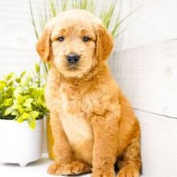 Hank/Goldendoodle/Female/April 21, 2026
