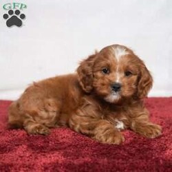 Kassidy/Cavapoo									Puppy/Female	/11 Weeks,Meet Kassidy! This little sweetie is looking for a new home. She has white underneath her throat. She would love to be your best friend! 
