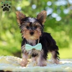 Ollie/Yorkie									Puppy/Male	/16 Weeks,Get ready to fall in love with Ollie—your new little bundle of joy! This irresistible AKC Yorkie puppy is bursting with personality, charm, and nonstop sweetness. With his soft, fluffy coat, sparkling curious eyes, and the cutest little face you’ve ever seen, he knows exactly how to steal hearts everywhere he goes!