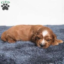 Kassidy/Cavapoo									Puppy/Female	/11 Weeks,Meet Kassidy! This little sweetie is looking for a new home. She has white underneath her throat. She would love to be your best friend! 