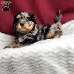 Lincoln/Shih-Poo									Puppy/Male	/6 Weeks,Lincoln is a very sweet and well socialized puppy.He loves to play with children and will make the perfect companion for anyone. His mama is an 11# Shih Tzu and dad is a 8# mini poodle pup. We offer transport to your door for an additional charge. Please contact us to make sweet Lincoln your very own puppy!