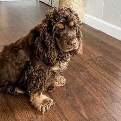 Crickett/Cockapoo									Puppy/Female	/7 Weeks,Meet Crickett. This beautiful girl has been raised by our family and is very well socialized. She loves to play and is very outgoing! She also loves to cuddle and give lots of kisses. She is accustomed to being with our other family pets, a cat and dog. 