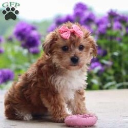 Ruby/Yorkie Poo									Puppy/Female	/13 Weeks,Ruby is a sweet and lovable Yorkie Poo with a playful personality and a heart full of affection. She loves being around people, making new friends, and spending time playing with her favorite toys. Ruby also enjoys cuddle time and will happily follow you around the house just to be close by. She has a gentle, affectionate nature and a curious little personality that makes her both entertaining and easy to fall in love with. With her soft fluffy coat, bright eyes, and happy tail wags, Ruby is sure to steal your heart from the very first meeting.