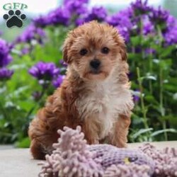 Ruby/Yorkie Poo									Puppy/Female	/13 Weeks,Ruby is a sweet and lovable Yorkie Poo with a playful personality and a heart full of affection. She loves being around people, making new friends, and spending time playing with her favorite toys. Ruby also enjoys cuddle time and will happily follow you around the house just to be close by. She has a gentle, affectionate nature and a curious little personality that makes her both entertaining and easy to fall in love with. With her soft fluffy coat, bright eyes, and happy tail wags, Ruby is sure to steal your heart from the very first meeting.