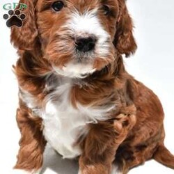 Ace/Mini Goldendoodle									Puppy/Male	/April 4th, 2026,This beautiful Goldendoodle puppy is looking for a loving forever home! Known for their affectionate nature and friendly personalities, Goldendoodles make wonderful family companions and fit well into many different lifestyles. This sweet pup has a gentle, laid-back temperament and loves being around people, making them great with children and other pets.