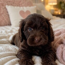 F1b cockapoos/Cockapoo/Female/Sex: Mixed Litter,These little bundles of joy are known for their friendly nature, intelligence, and low-shedding coats—perfect for families, first-time dog owners, and allergy-sensitive homes.