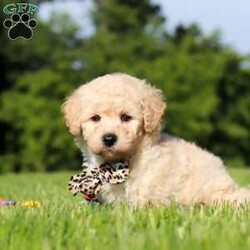 Charlie/Bich-Poo									Puppy/Male	/6 Weeks,Meet Charlie, an adorable Bichapoo puppy with a cheerful personality and a sweet little face that is impossible to resist! Full of happiness and charm, Charlie loves spending his days playing with toys, exploring new things, and making friends with everyone he meets. Whether he’s enjoying a fun outdoor adventure or snuggled up beside you for some cuddle time, he’s always happiest when he’s with his people. With his affectionate nature, playful spirit, and lovable personality, Charlie is sure to bring endless love, laughter, and joy to his forever family.