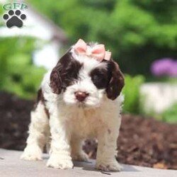 Lola/Cockapoo									Puppy/Female	/7 Weeks,Meet Lola, an absolutely adorable F1 Cockapoo puppy with a playful personality and a heart full of love! This sweet little girl loves exploring her surroundings, chasing after toys, and cuddling up for cozy naps after a fun day of play. With her soft fluffy coat, bright eyes, and happy spirit, she brings joy everywhere she goes. Friendly, affectionate, and full of charm, this precious puppy is sure to make every day brighter with her loving nature and adorable antics.
