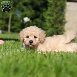 Charlie/Bich-Poo									Puppy/Male	/6 Weeks,Meet Charlie, an adorable Bichapoo puppy with a cheerful personality and a sweet little face that is impossible to resist! Full of happiness and charm, Charlie loves spending his days playing with toys, exploring new things, and making friends with everyone he meets. Whether he’s enjoying a fun outdoor adventure or snuggled up beside you for some cuddle time, he’s always happiest when he’s with his people. With his affectionate nature, playful spirit, and lovable personality, Charlie is sure to bring endless love, laughter, and joy to his forever family.