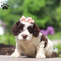 Lola/Cockapoo									Puppy/Female	/7 Weeks,Meet Lola, an absolutely adorable F1 Cockapoo puppy with a playful personality and a heart full of love! This sweet little girl loves exploring her surroundings, chasing after toys, and cuddling up for cozy naps after a fun day of play. With her soft fluffy coat, bright eyes, and happy spirit, she brings joy everywhere she goes. Friendly, affectionate, and full of charm, this precious puppy is sure to make every day brighter with her loving nature and adorable antics.
