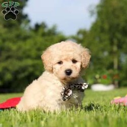 Charlie/Bich-Poo									Puppy/Male	/6 Weeks,Meet Charlie, an adorable Bichapoo puppy with a cheerful personality and a sweet little face that is impossible to resist! Full of happiness and charm, Charlie loves spending his days playing with toys, exploring new things, and making friends with everyone he meets. Whether he’s enjoying a fun outdoor adventure or snuggled up beside you for some cuddle time, he’s always happiest when he’s with his people. With his affectionate nature, playful spirit, and lovable personality, Charlie is sure to bring endless love, laughter, and joy to his forever family.
