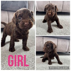 Adopt a dog:3 gorgeous cockapoo puppies /Yorkiepoo/Female/Sex: Mixed Litter,Here I have 5 gorgeous Cockapoo puppies, 1 boy and 4 girls. Born on the 4th of May. Mum and dad are both family pets, dad belongs to a family friend. Puppies are all very loving and playful, good with other pets and children.