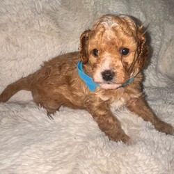 Toy poodles puppies for sale/Toy Poodle/Female/Sex: Female,Here we have a beautiful letter of four toy poodle puppies what our girl Sandy brought into this world the 11th of May 2026 puppies are all healthy and well they are friendly kind loving cuddle very playful and willing to know they have such soft smooth coats they get handled daily by my children and me 