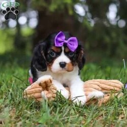 Ember/Cavalier King Charles Spaniel									Puppy/Female	/8 Weeks,Hi, my name is Ember! I’m an adorable AKC Registered Cavalier King Charles Spaniel with a sweet, loving personality and a heart full of affection. I love spending my days playing with toys, exploring new things, and soaking up all the attention I can get. Whether I’m romping around during playtime or snuggled up beside my favorite people, I’m happiest when I’m sharing love and making memories.