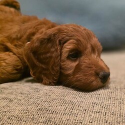 Adopt a dog:F1 COCKERPOO RED FEMALE PUPPIES/Cockapoo/Female/Sex: Female,I have two gorgeous red female Cockapoo puppies looking for their forever homes.