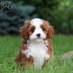 Maverick/Cavapoo									Puppy/Male	/8 Weeks,Meet Maverick! He’s full of energy, curiosity, and unconditional love, always ready to explore, chase toys, and discover something new. When the day winds down, he’s happiest curled up close, soaking in every cuddle with his sweet, gentle nature. His petite size makes him even more special, offering the perfect blend of affection, fun, and charm. He’ll make a wonderful companion for families, singles, or anyone looking for a loyal little friend.