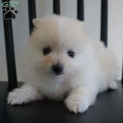 Riley/Pomeranian									Puppy/Male	/8 Weeks,To contact the breeder about this puppy, click on the “View Breeder Info” tab above.
