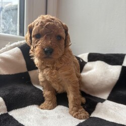 Adopt a dog:(2 black girls left £850 ready to leave) Double doodles for sale /Double Doodle/Female/Sex: Mixed Litter,Zaya gave birth to her beautiful litter on 5th April! She’s a proud mum of 7 gorgeous pups. 4 girls, 3 boys!