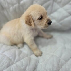 Golden retriever puppies/Golden Retriever/Female/Sex: Male,Our very popular one and only gorgeous boy has become available again £300 to reserve  