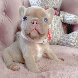 Adopt a dog:Adorable puppies/French Bulldog/Female/Sex: Mixed Litter,Chunky and Cheerful girls and boys beautiful colours,raised in a loving family, ready to go to their forever homes from 20 of June. All puppies will be microchipped,vaccinated,treated for worms and fleas and will go with a full paperwork including a health check. Mum and dad are health tested clear for genetic diseases. We are looking for responsible owners. Please message if you’re interested.