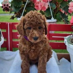 Randy/Miniature Poodle									Puppy/Male	/7 Weeks,Randy is a friendly, outgoing pup with a sweet temperament and playful personality. He was born on 05/02/2026.  His dam is Rita, an 17 lb. miniature poodle and his sire is Jasper an 13 lb. miniature poodle.