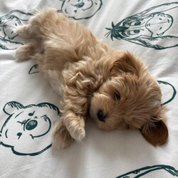 Adopt a dog:Cavamaltipoo for sale - 1 boy left /Maltipoo/Female/Sex: Male,We are so pleased to be welcoming our Ruby’s beautiful puppies. Born 17th April and due to leave 12th June. 3 boys and 2 girls.