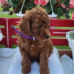 Randy/Miniature Poodle									Puppy/Male	/7 Weeks,Randy is a friendly, outgoing pup with a sweet temperament and playful personality. He was born on 05/02/2026.  His dam is Rita, an 17 lb. miniature poodle and his sire is Jasper an 13 lb. miniature poodle.