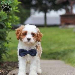 Asher/Cavapoo									Puppy/Male	/9 Weeks,Meet Asher, the epitome of charm and cuteness in the form of an Cavapoo puppy! He is a delightful blend of energy, intelligence, and affection, ready to prance into your heart and home. His expressive eyes and wagging tail convey the joy and warmth he brings to every interaction. Raised with love and care, he is the perfect fit for families and individuals alike, ready to join you with a lineage that exemplifies excellence. With a soft coat he transforms into a perfect little snuggle buddy. Thanks to his poodle heritage he is intelligent and quickly picks up on new thing this makes him easy to train and adaptable in various situations. 