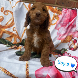 Adopt a dog:Cockerpoo puppies for sale /Cockapoo/Female/Sex: Mixed Litter,I have 6 beautiful F1 cockerpoo pups. 5 boys and 1 girl. Mum is family pet and dad is a miniature poodle stud dog we use. Pups have been reared up around children and other animals. First vaccination,microchipped and vet checked. Second vaccination already paid for.